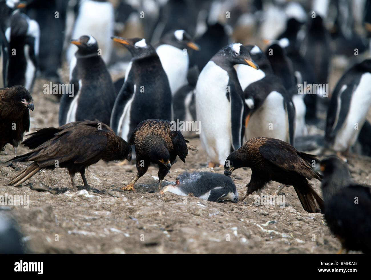 Striated caracaras and Gentoo penguins, Steeple Jason, Falklands Stock Photo