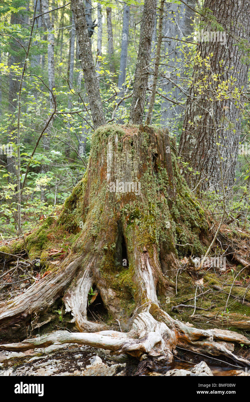 Decaying tree stump in the forest of Lincoln, New Hampshire USA. Stock Photo