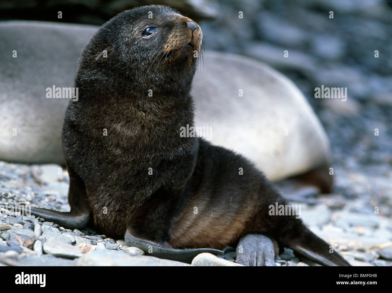 Antarctic baby Fur Seal, Albatross Island, South Georgia. Stock Photo