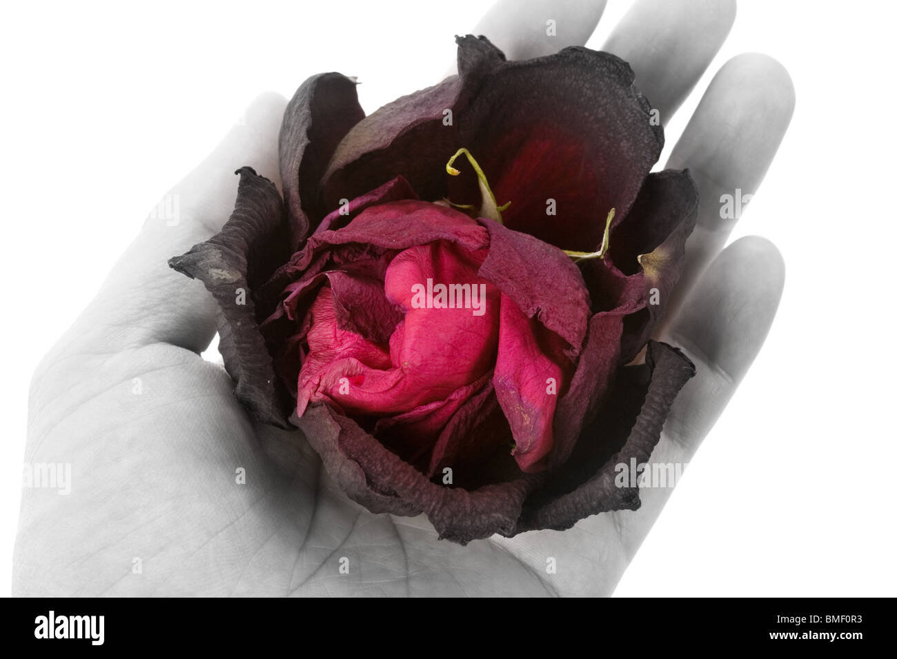 Dead rose petals Black and White Stock Photos & Images - Alamy