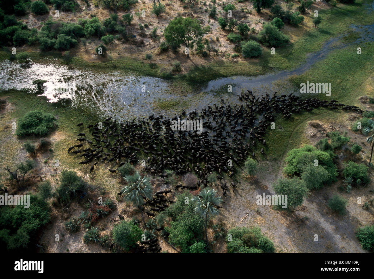 Herd of buffalo seen from the air, Okavango delta. Botswana Stock Photo