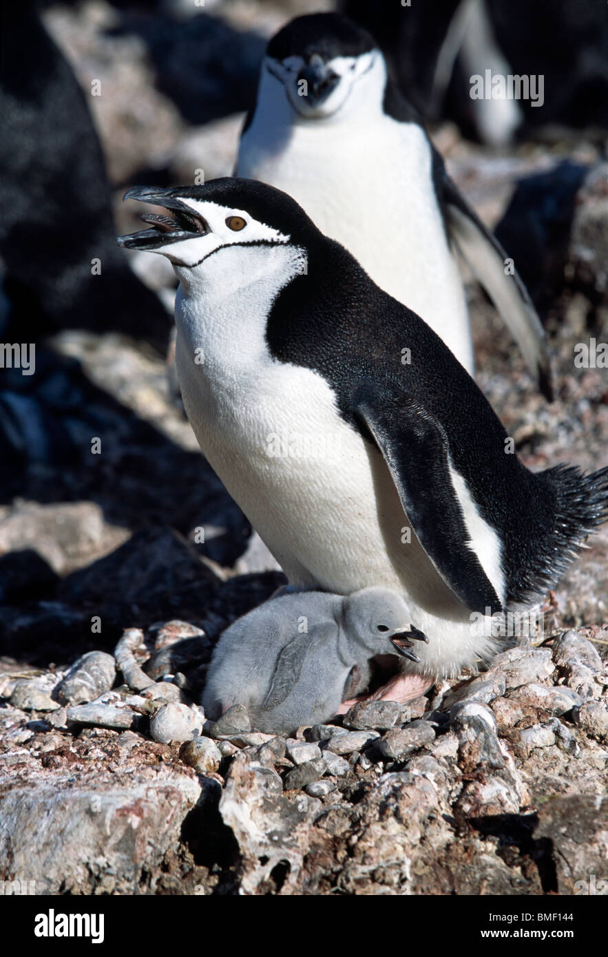 Chinstrap penguin with chick on nest, Cooper Bay, South Georgia Stock Photo