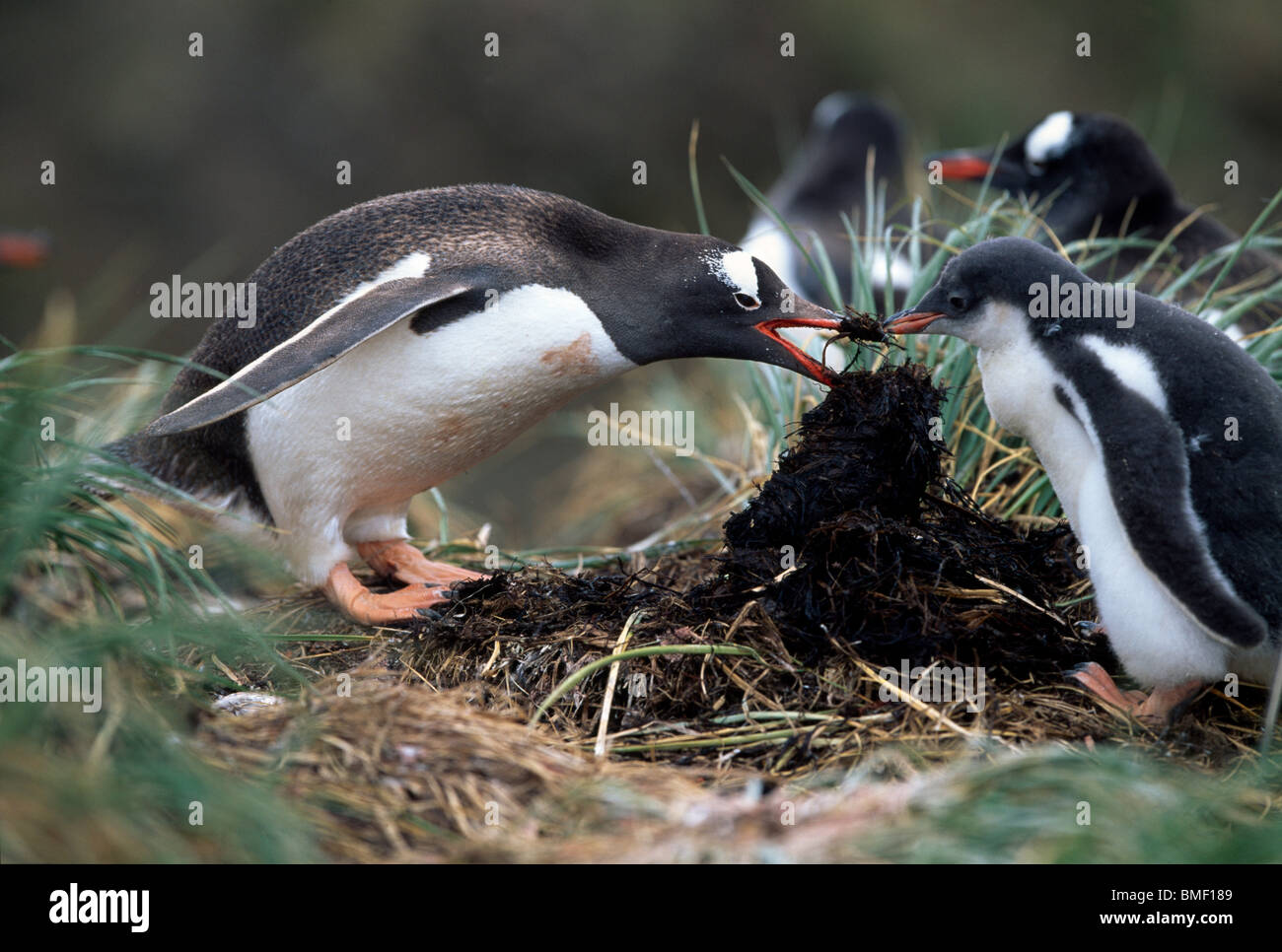 Gentoo penguin with chick, adjusting nest, Fortuna Bay, South Georgia Stock Photo