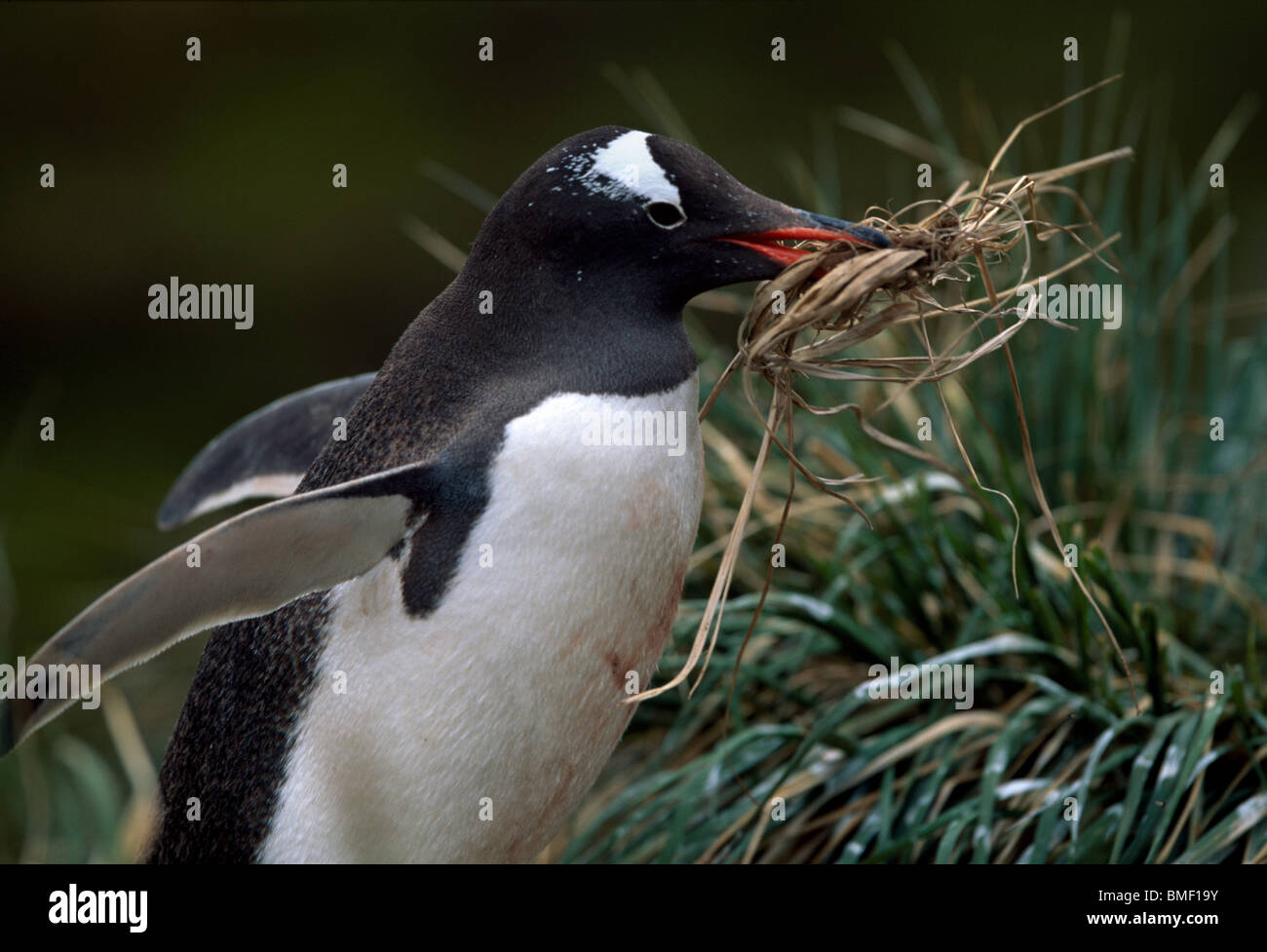 Gentoo penguin building nest, Fortuna Bay, South Georgia Stock Photo