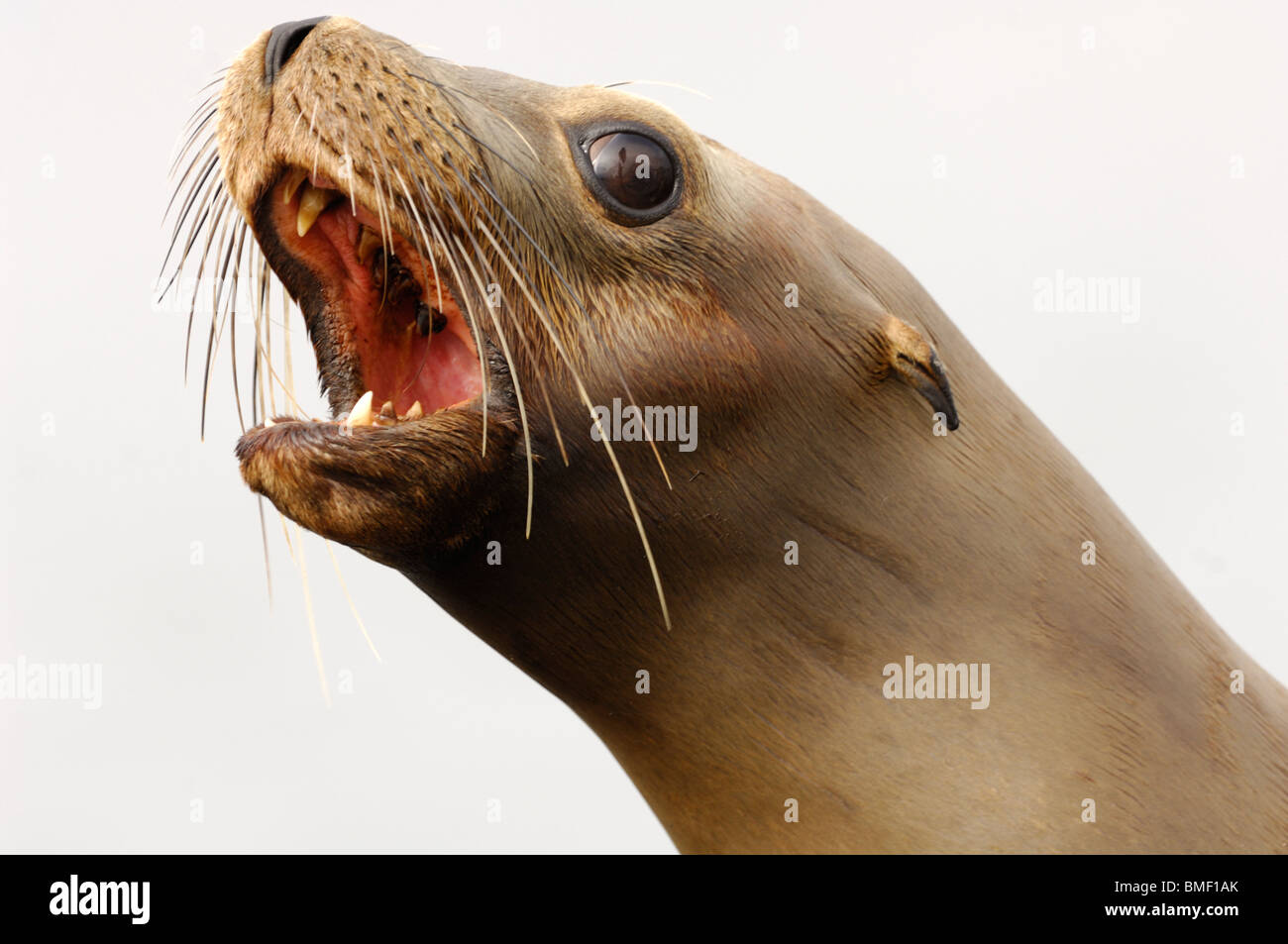 Stock photo of a juvenile California sea lion vocalizing, Moss Landing, California, May 2010. Stock Photo
