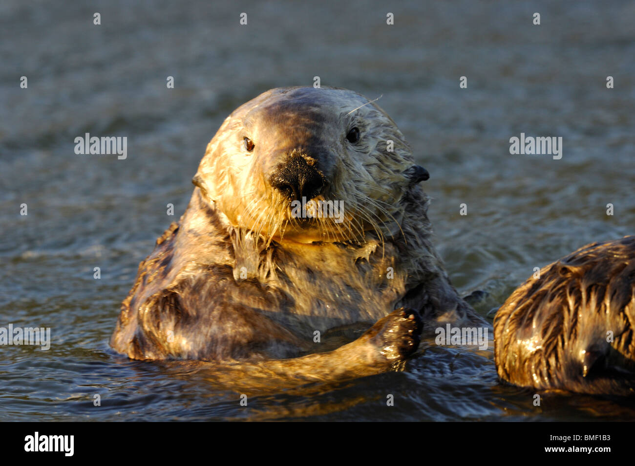 Stock Photo Closeup Of A California Sea Otter Enhydra Lutris In The Water Moss Landing