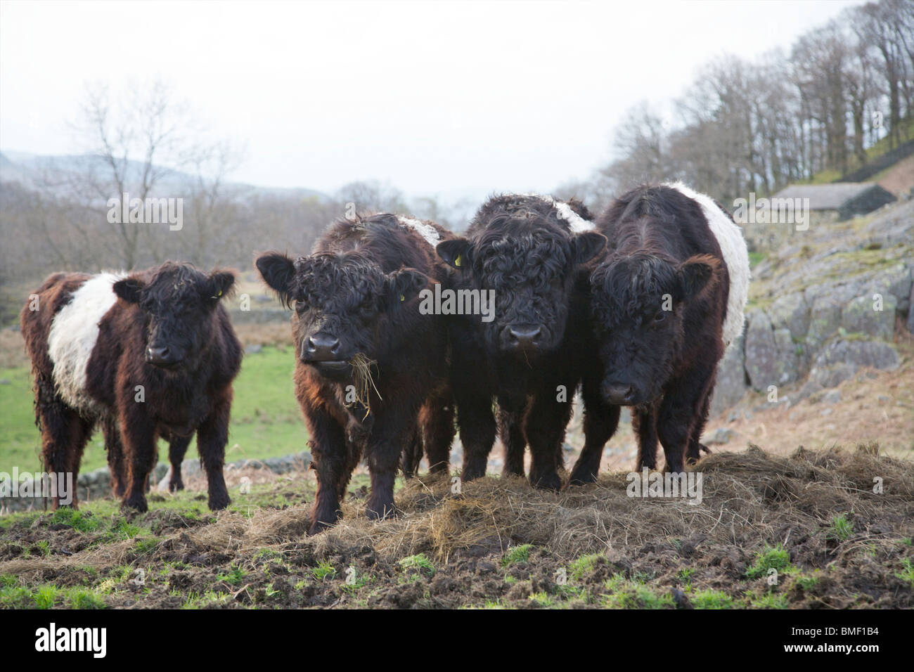 Saddle back cows in the Lake District UK Stock Photo Alamy