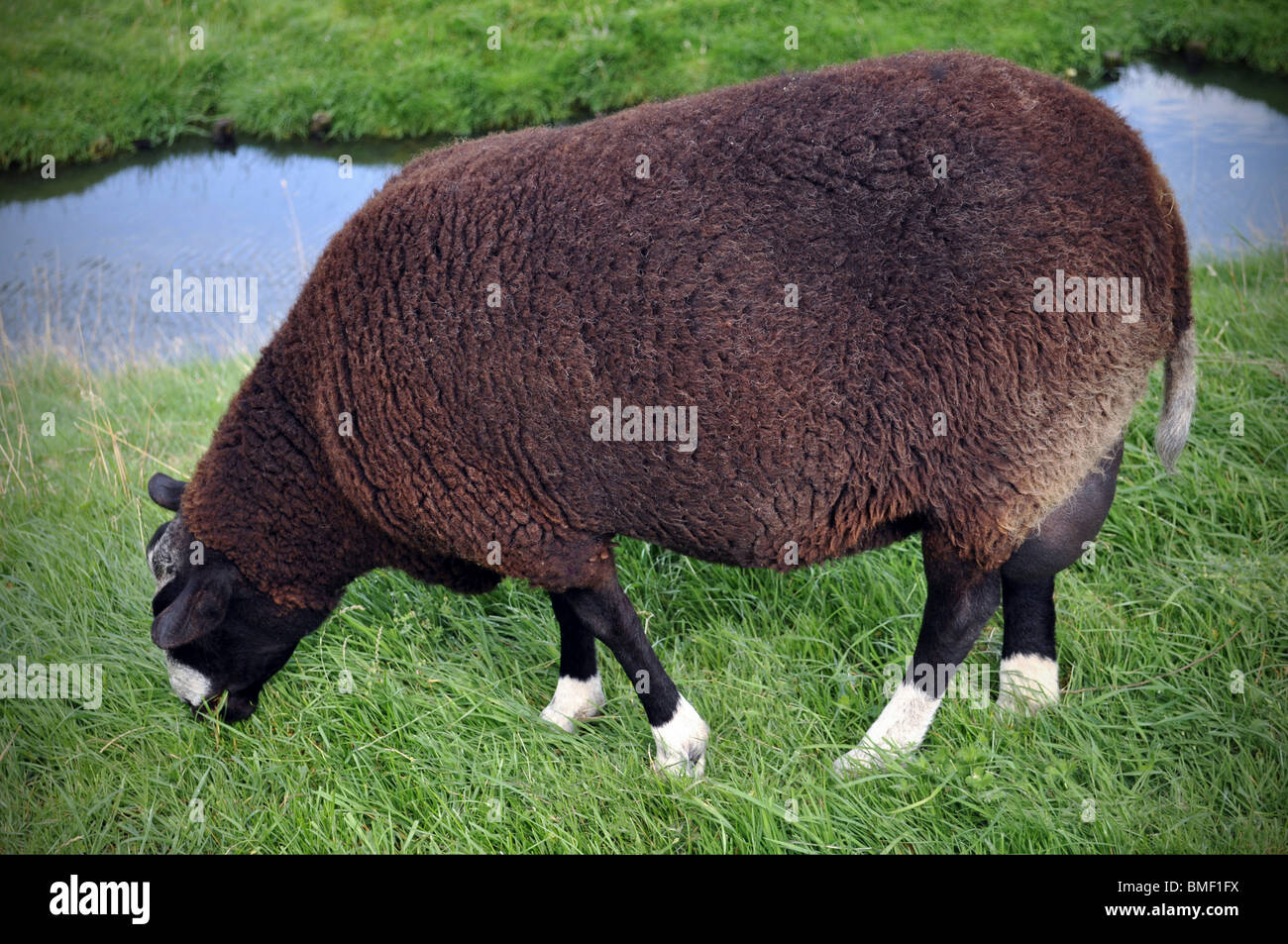 Black sheep by the river eating grass in Netherlands Stock Photo