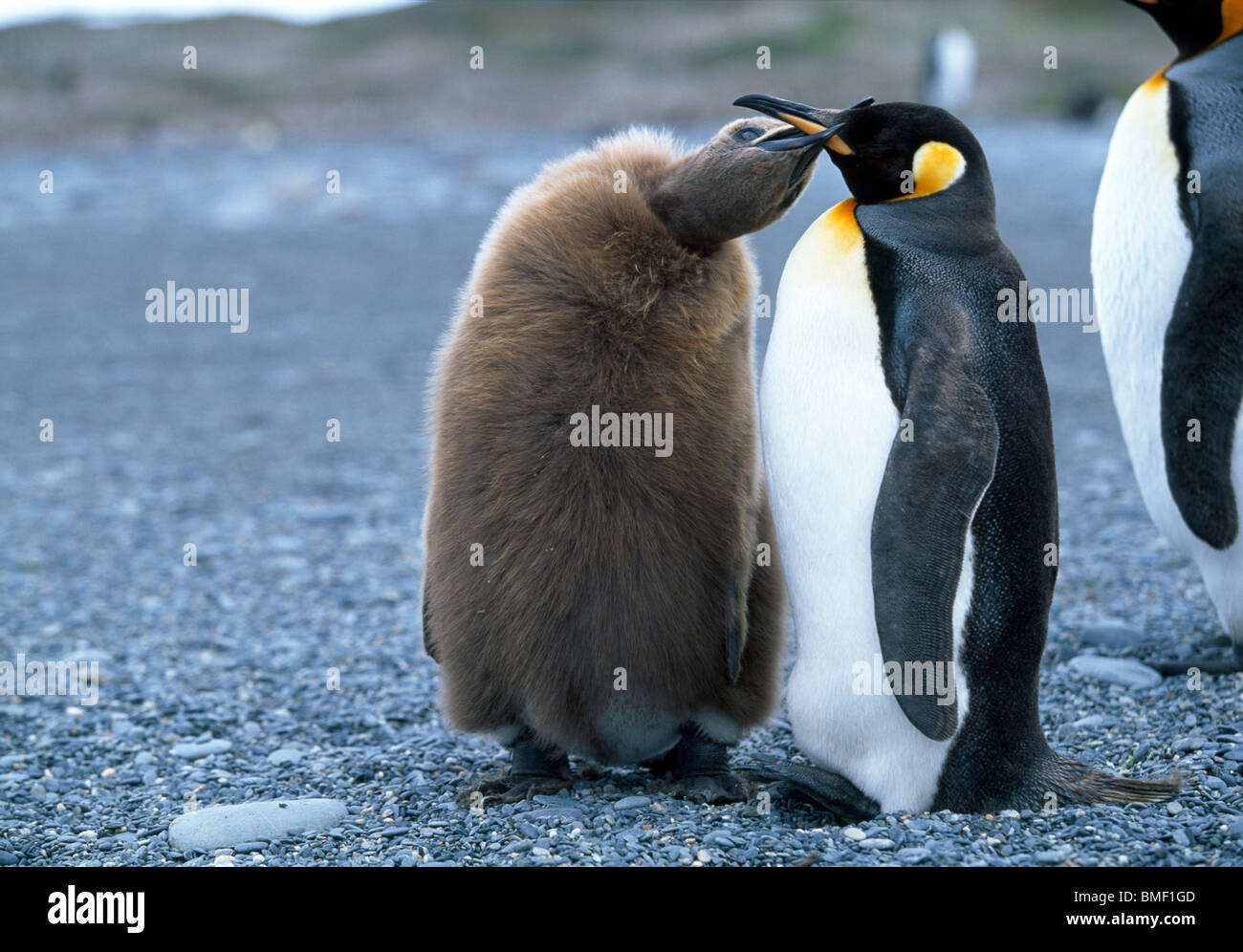 King penguin chick begging food from parent, St Andrew's Bay, South Georgia Stock Photo