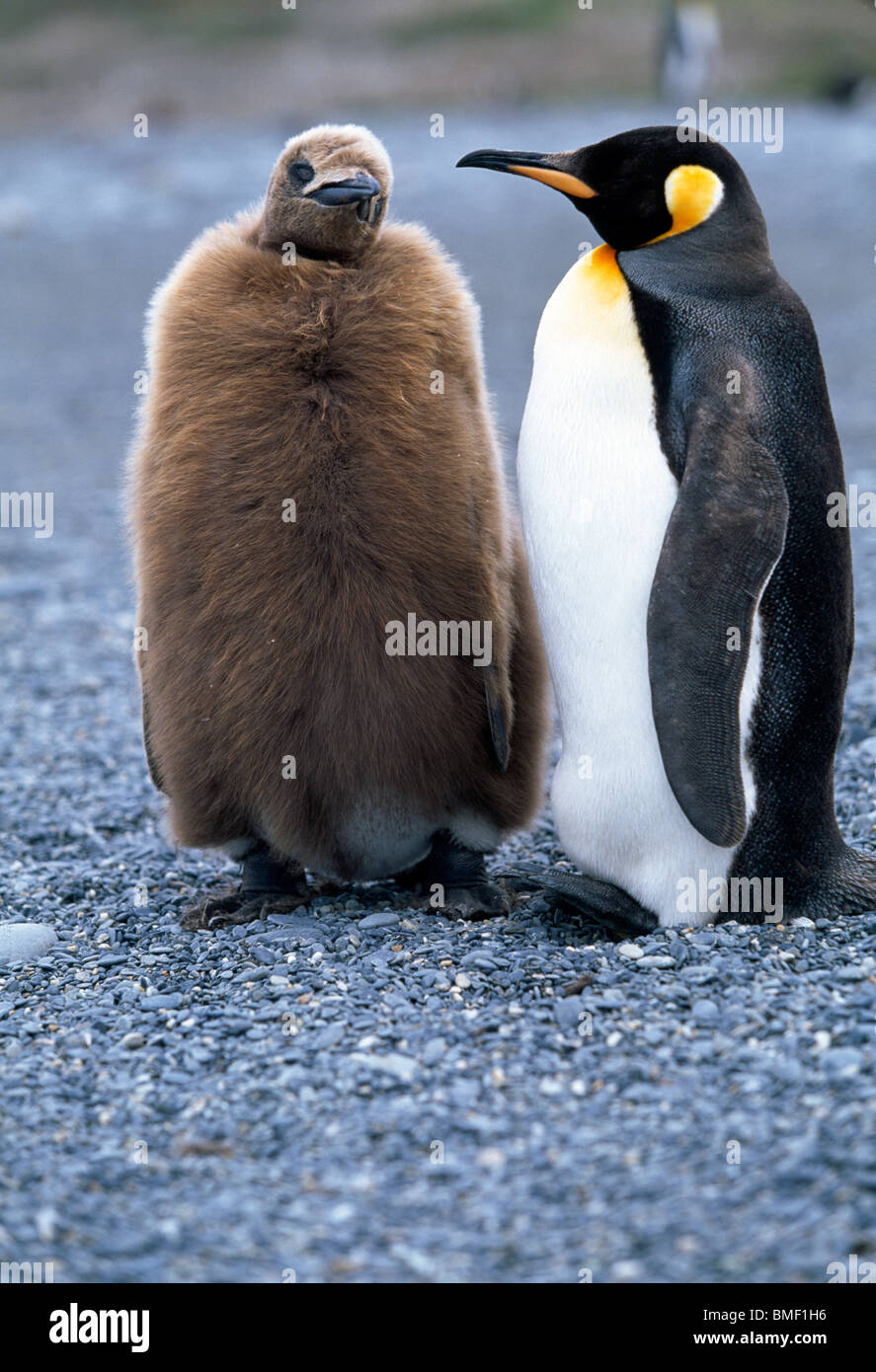 King penguin with chick, St Andrew's Bay, South Georgia Stock Photo