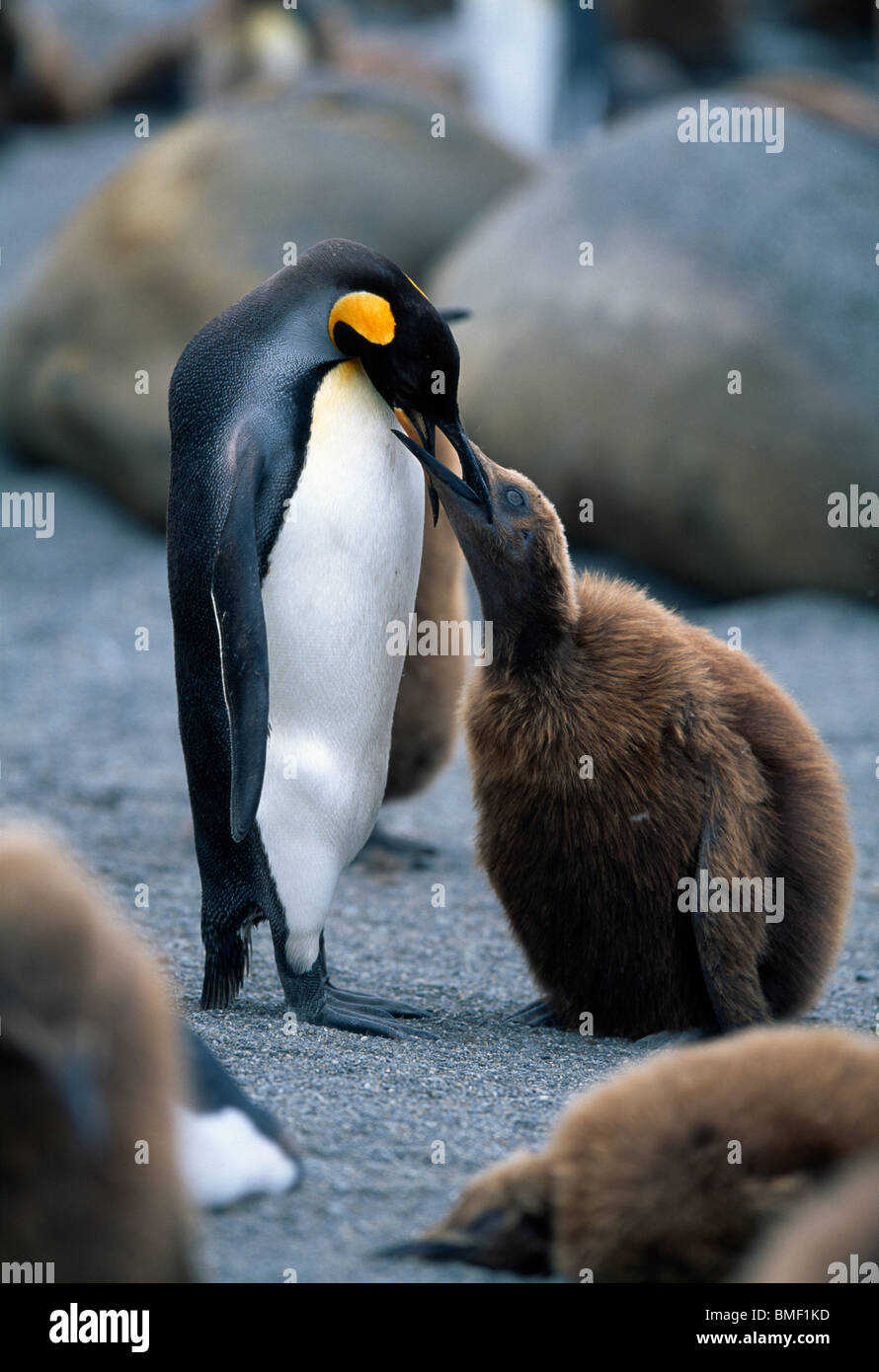 King penguin regurgitating fish to feed chick, St Andrew's Bay, South Georgia Stock Photo