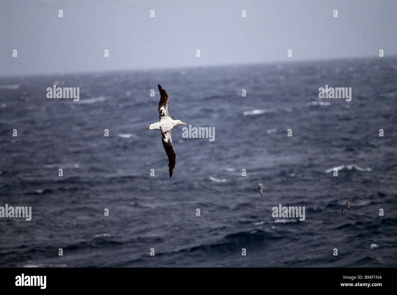 Albatross in flight, Salisbury Plain, South Georgia Stock Photo