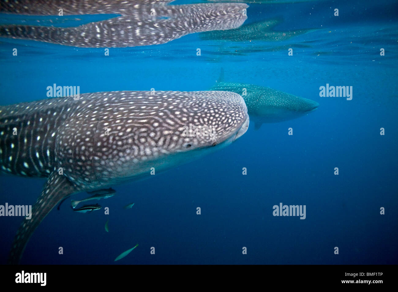 Whale Sharks, Honda Bay, Palawan, The Philippines Stock Photo