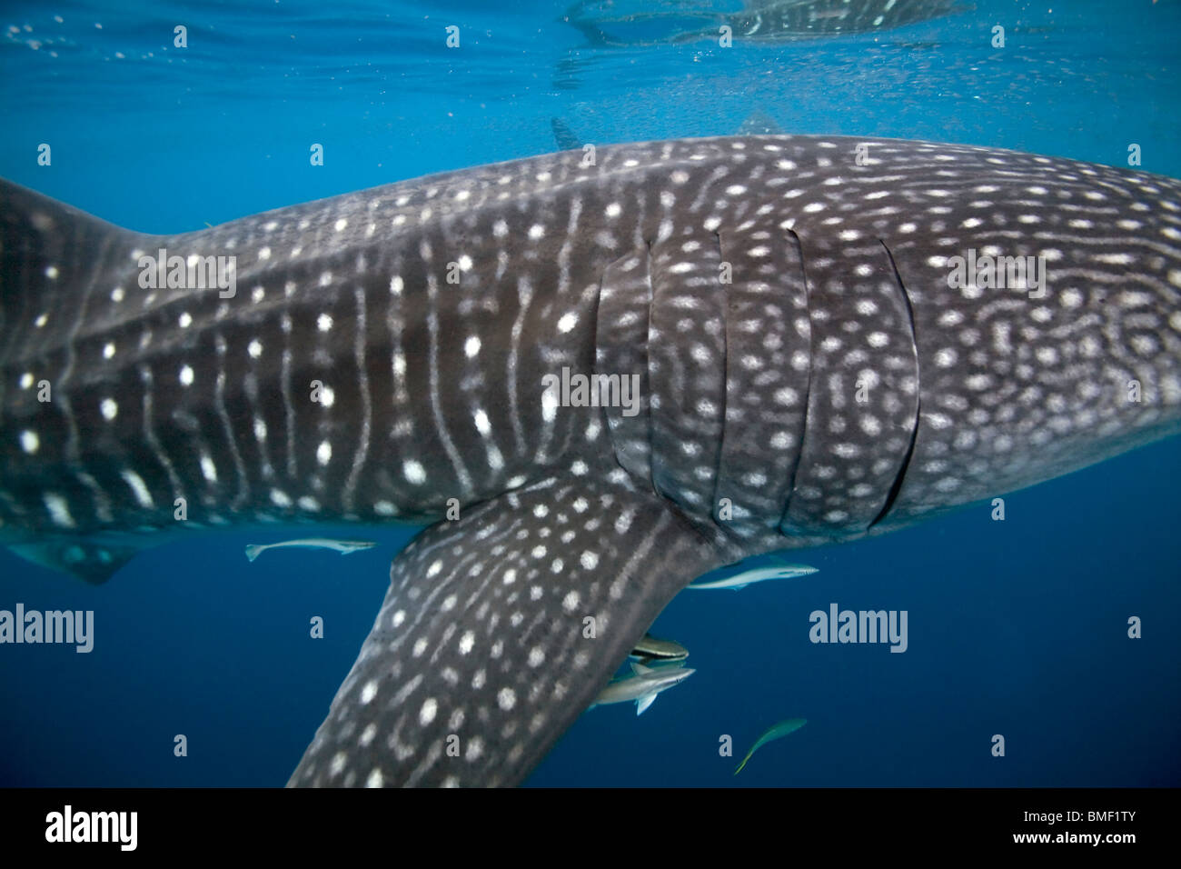 Whale Shark, Honda Bay, Palawan, The Philippines Stock Photo