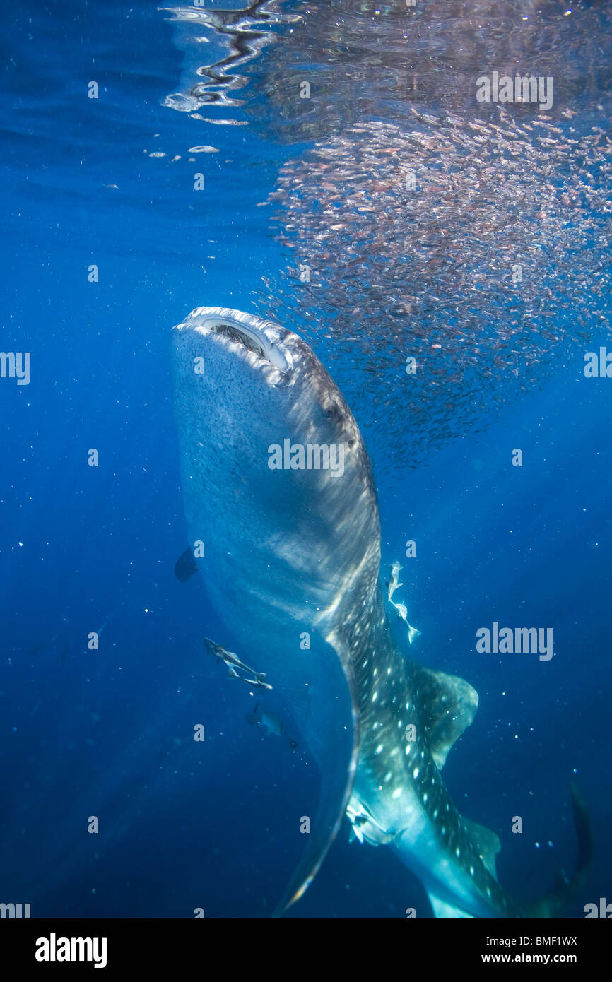 Whale Shark, Honda Bay, Palawan, The Philippines Stock Photo