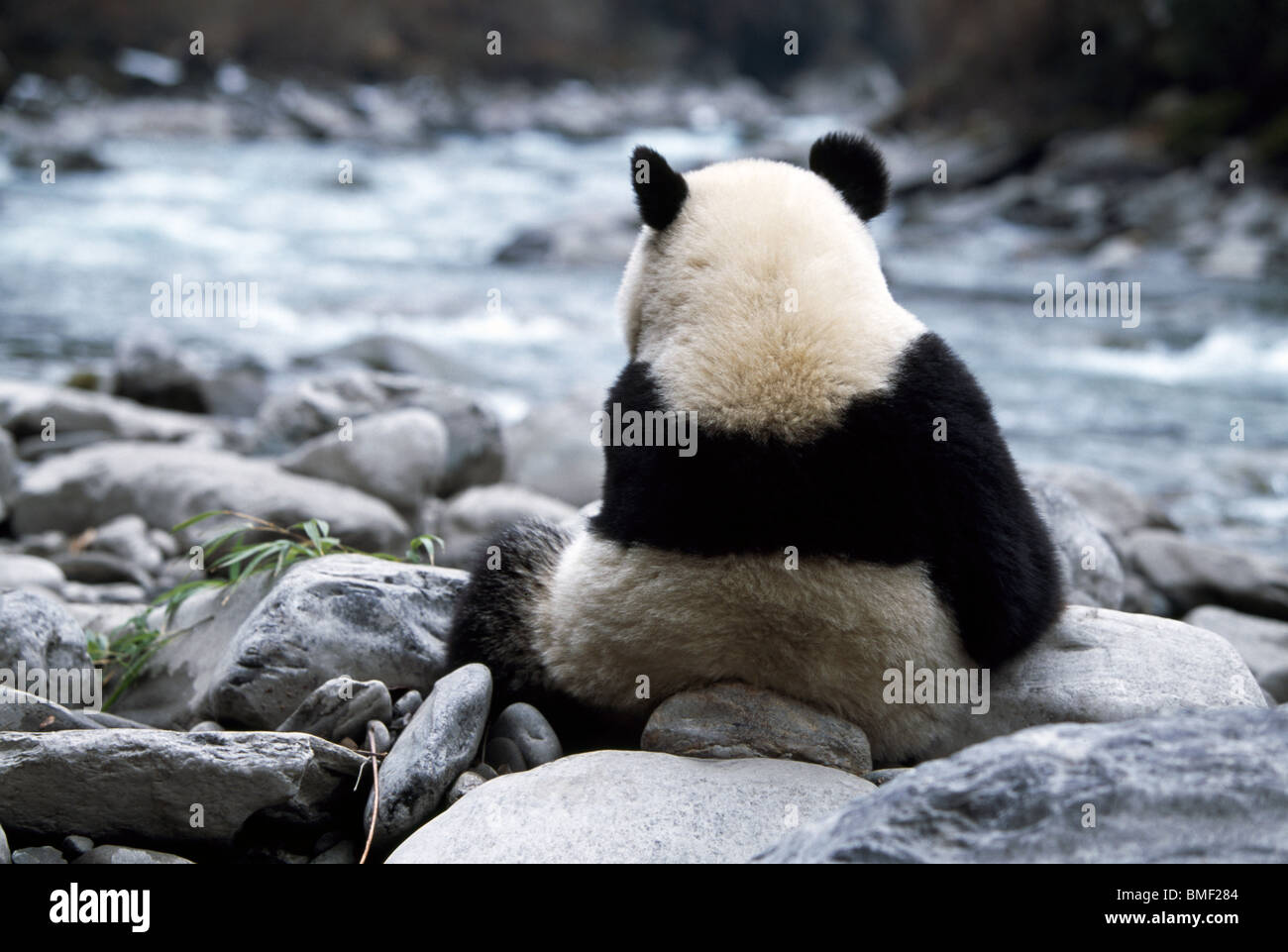 Giant panda on riverbank, Sichuan, China Stock Photo