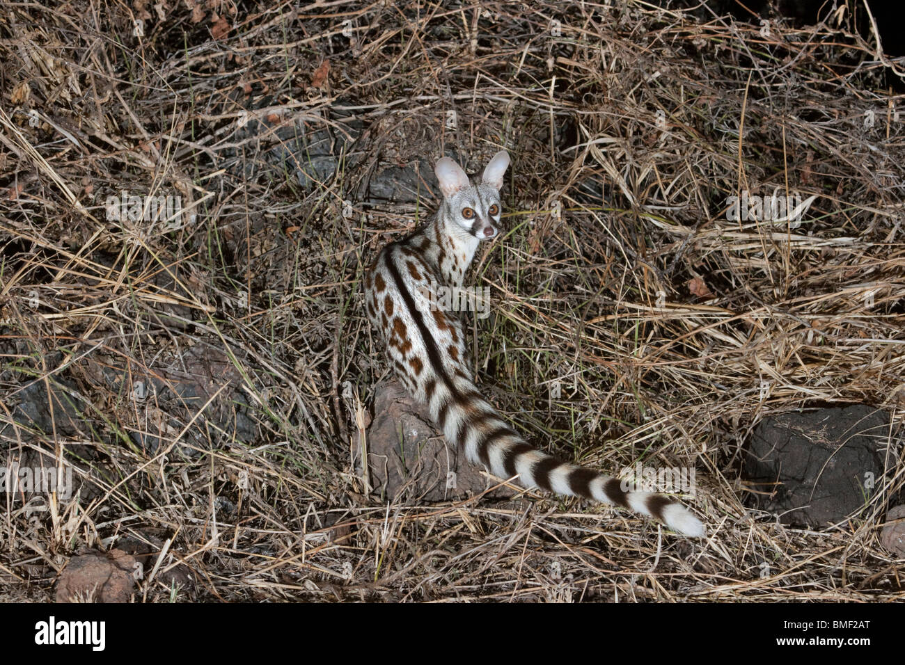 Common or small-spotted genet  (Genetta genetta) at night in Tsavo East national park, Kenya Stock Photo