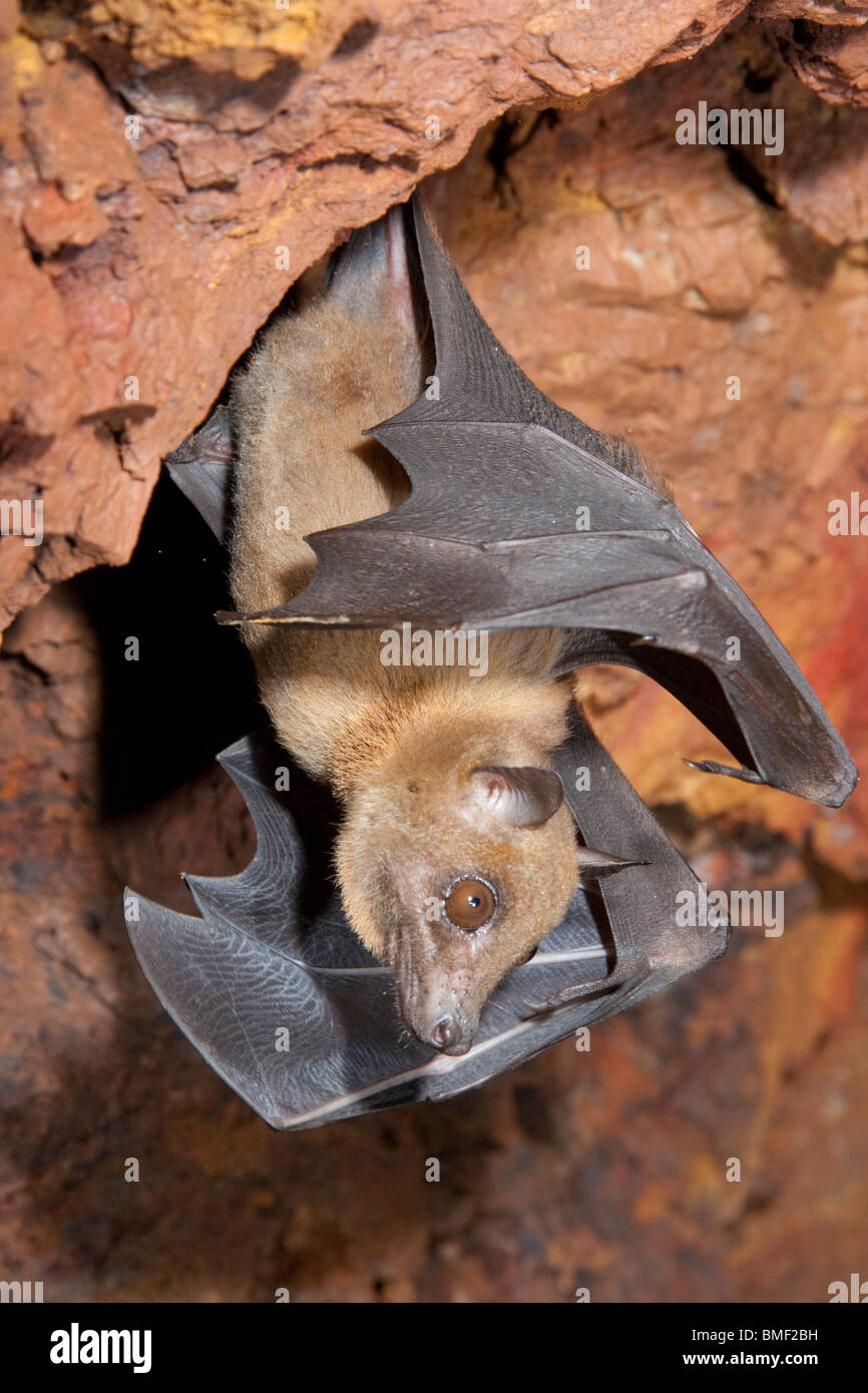 Angolan fruit bat (Lissonycteris [Myonycteris] angolensis) in a cave, western Kenya. Stock Photo