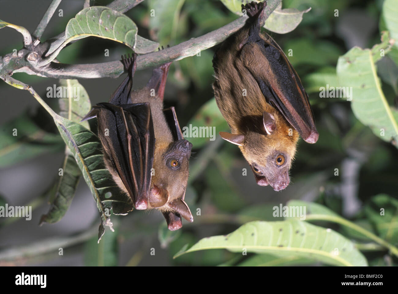 Greater short-nosed fruit bats (Cynopterus sphinx), Rajbari  District, Bangladesh. Stock Photo