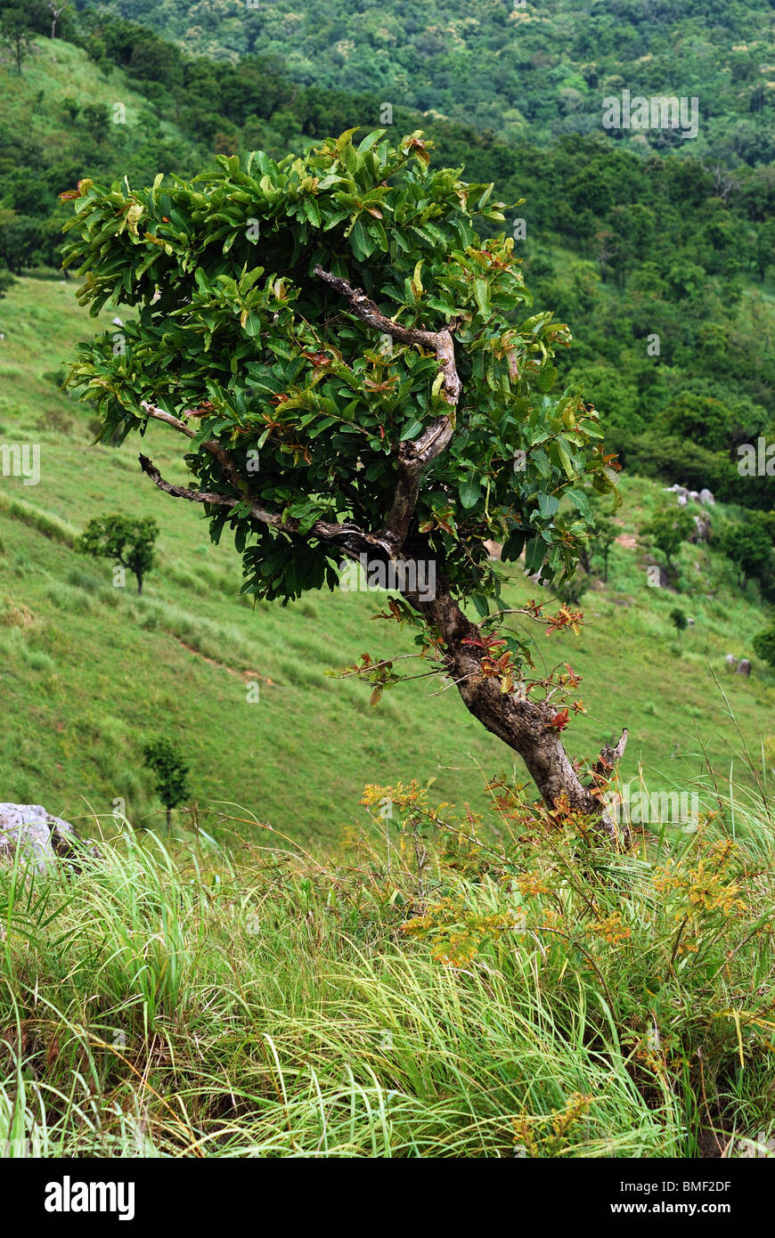 Landscape india valley slope tree green tamilnadu Stock Photo Alamy