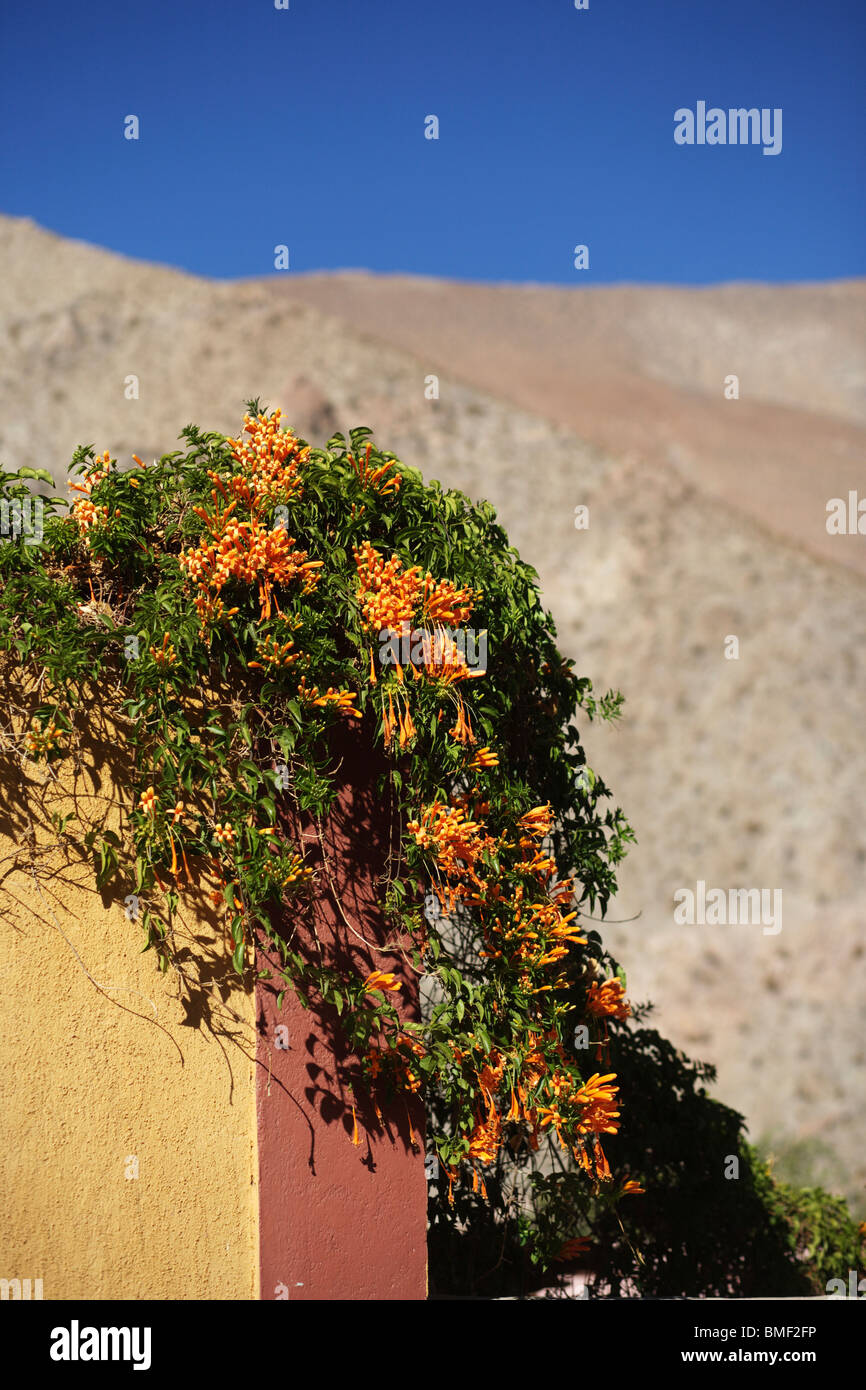 Orange flowers on a shrub on the side of a house in Pisco Elqui in the Elqui Valley in Chile Stock Photo