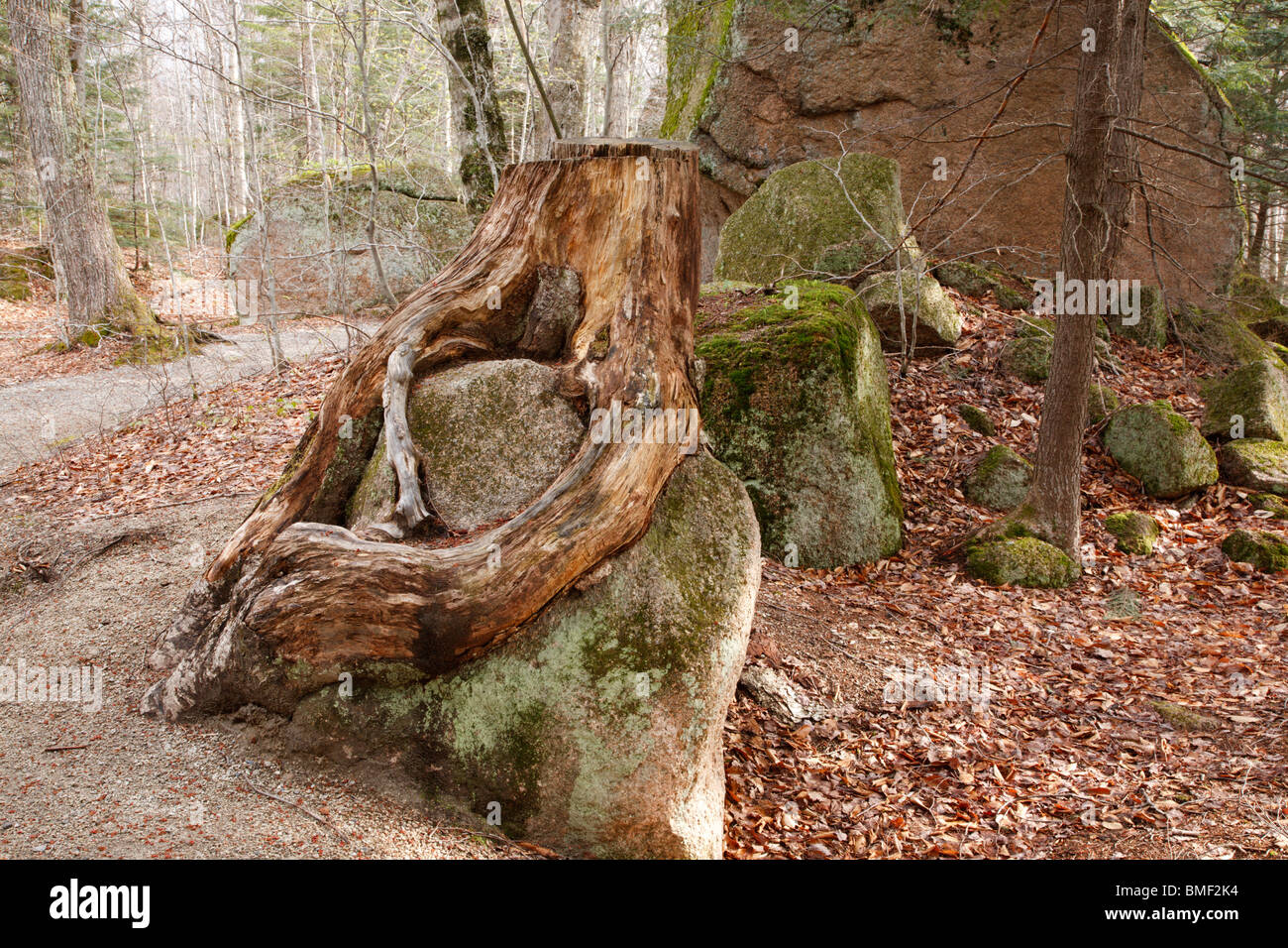 Franconia Notch State Park - Tree stump along a walking path at the ...