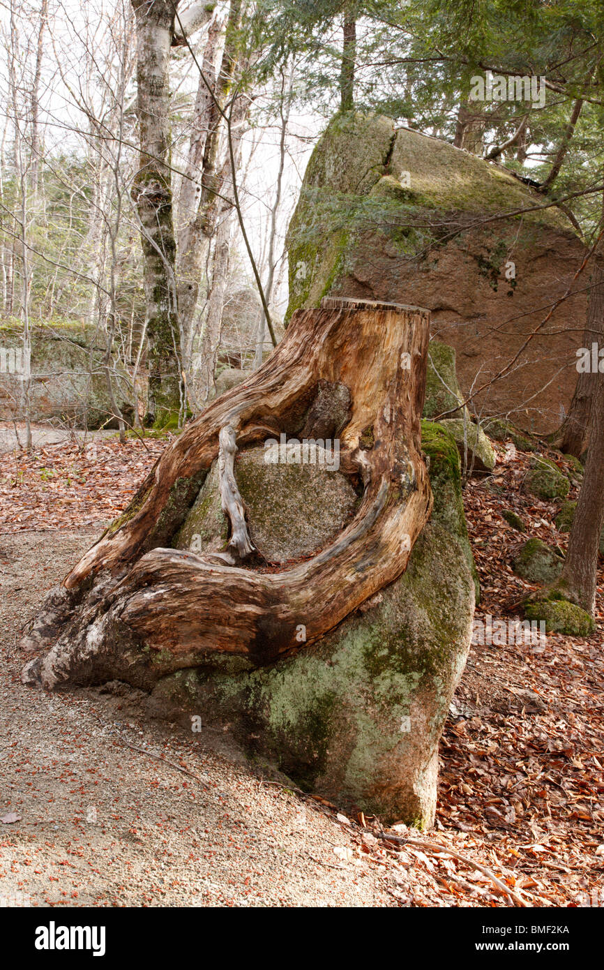 Franconia Notch State Park - Tree stump along a walking path at the ...
