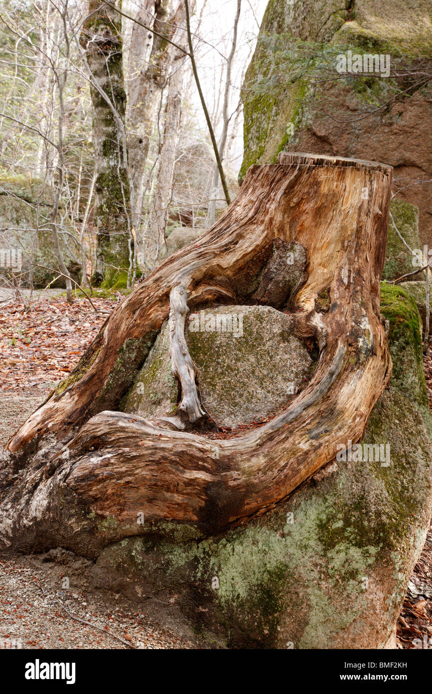 Franconia Notch State Park - Tree stump along a walking path at the ...