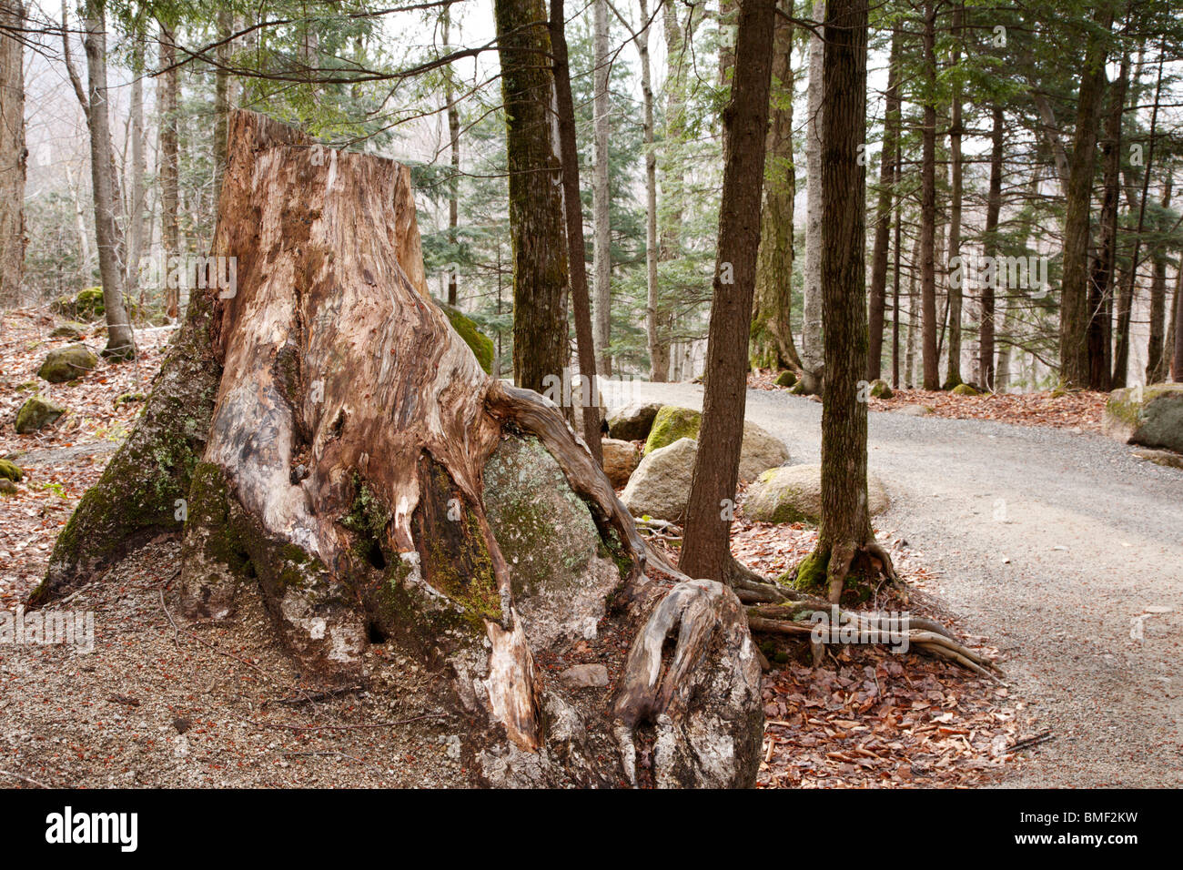 Franconia Notch State Park - Tree stump along a walking path at the ...