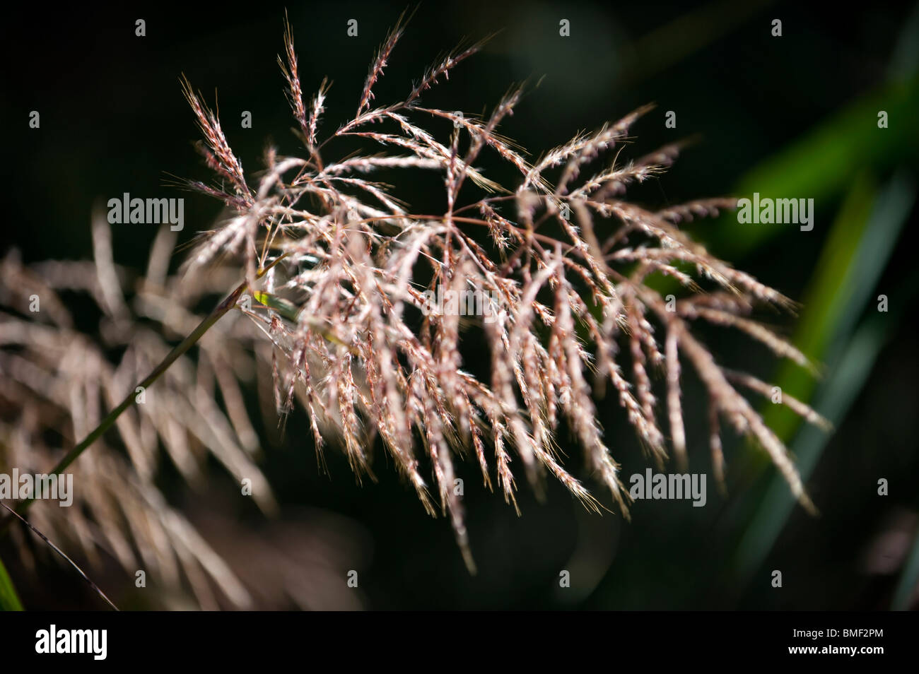 Arundinella bengalensis, Dieshui River Scenic Area, Tengchong, Baoshan, Yunnan Province, China Stock Photo