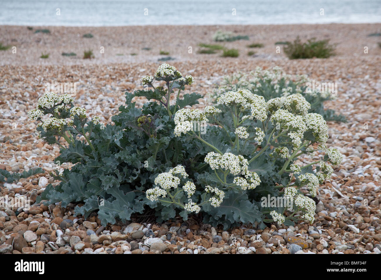 Sea cabbage plant hires stock photography and images Alamy