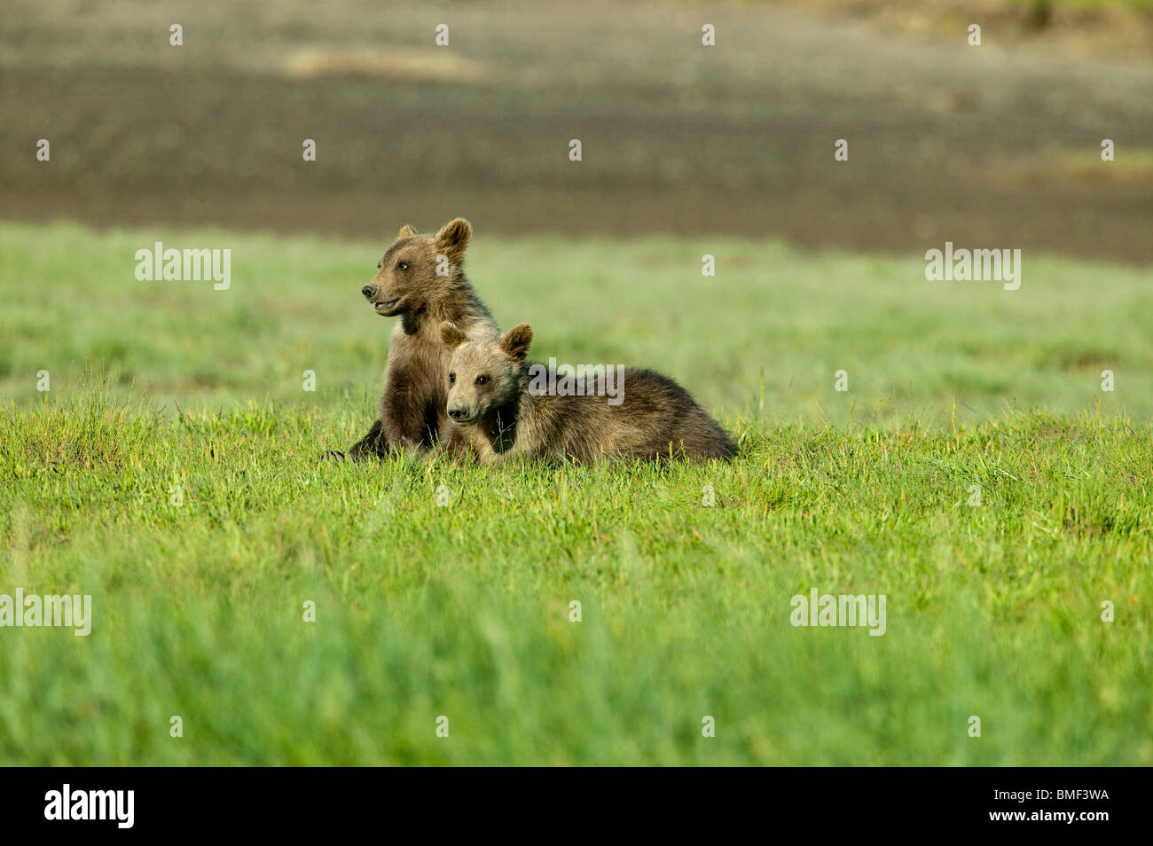 Brown bears, Katmai National Park, Alaska Stock Photo