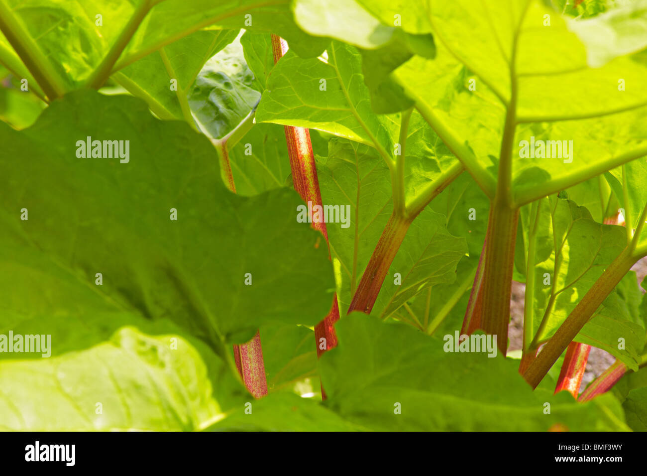 Organic Rhubarb in the garden Stock Photo