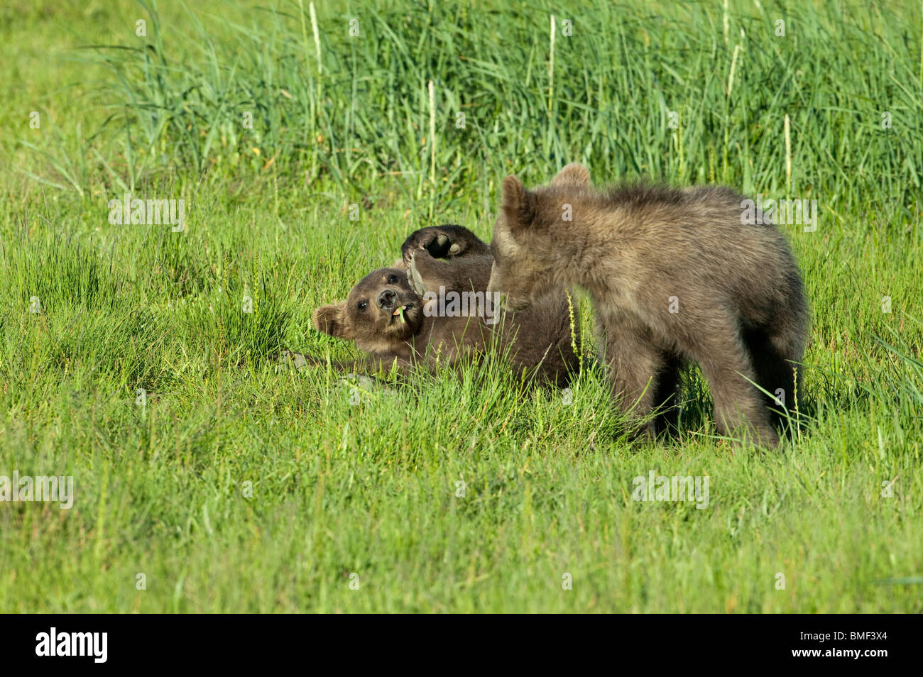 Brown bear, Katmai National Park, Alaska Stock Photo