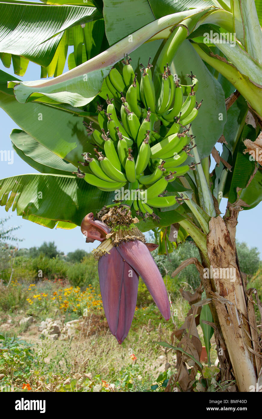 Banana palm with unripe fruit and flower Stock Photo Alamy