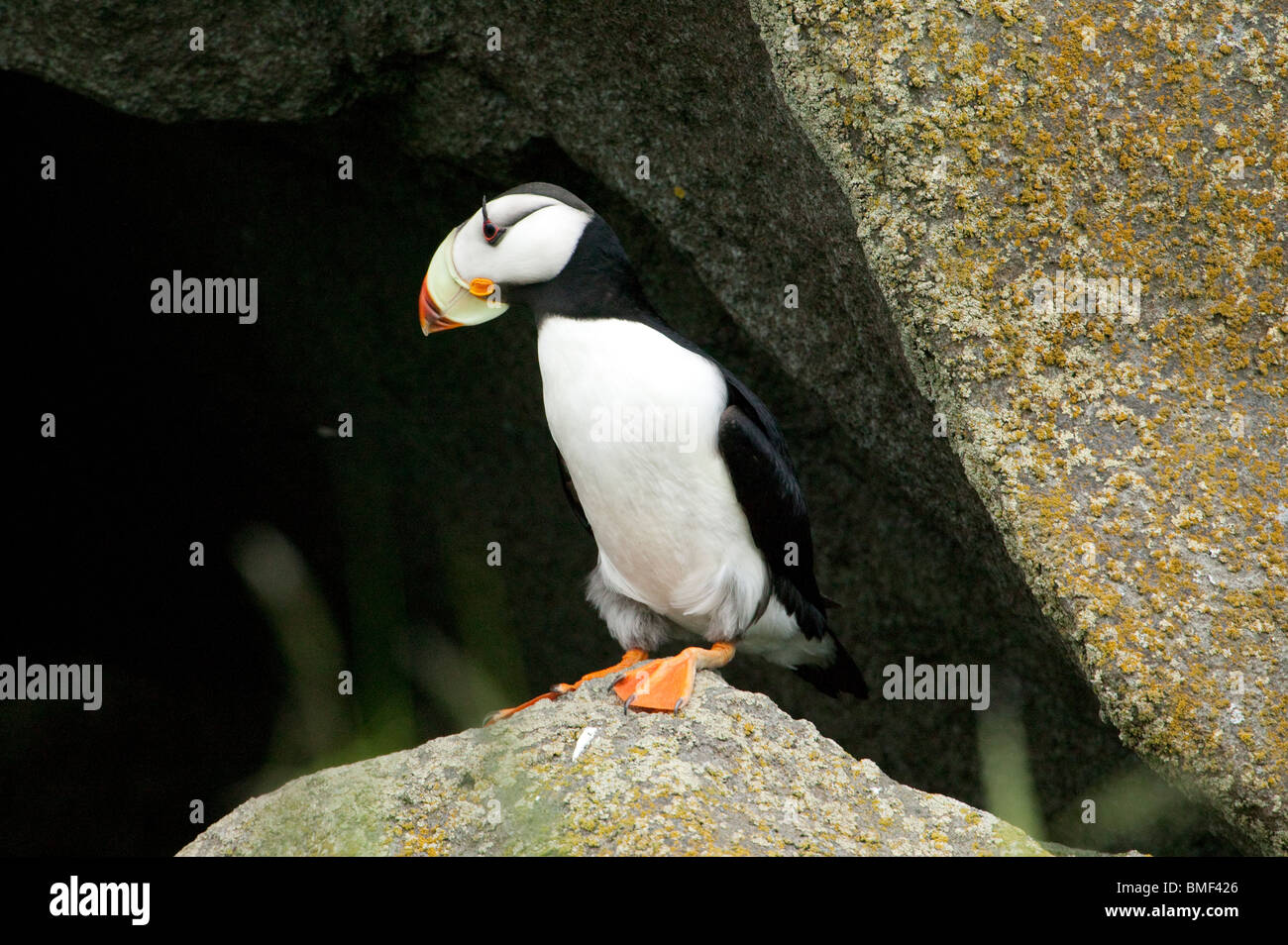 Puffin, Katmai National Park, Alaska Stock Photo
