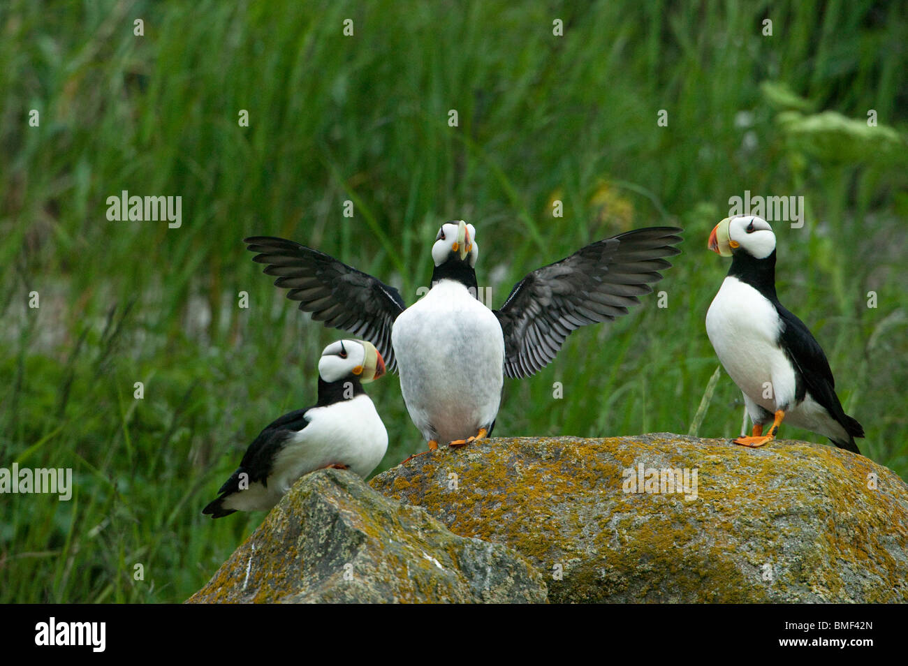 Puffin, Katmai National Park, Alaska Stock Photo