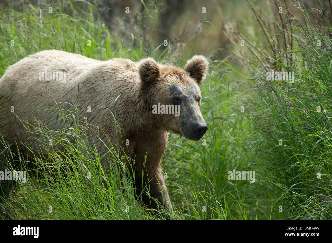 Brown bears, Katmai National Park, Alaska Stock Photo