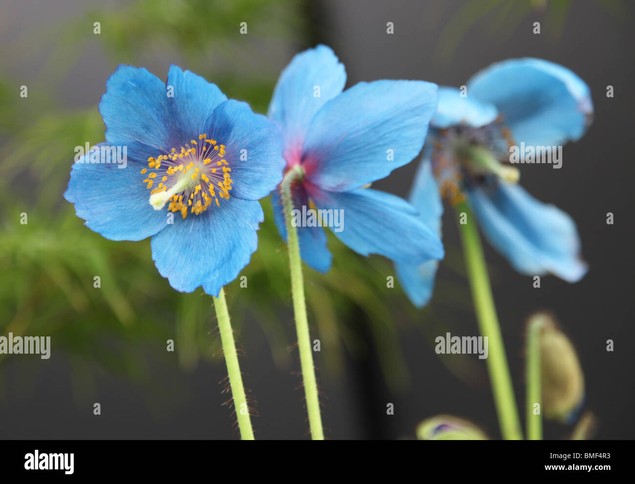 Himalayan Blue Poppy, Meconopsis grandis; Stock Photo