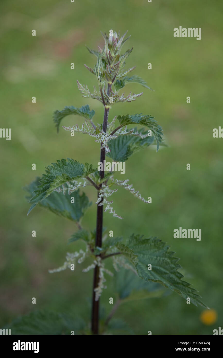Nettle bed hires stock photography and images Alamy