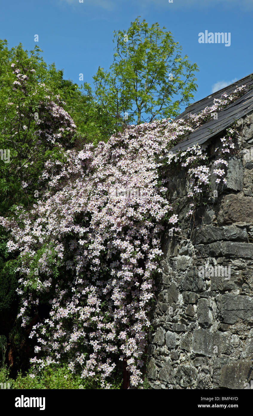 Clematis Montana old stone barn Stock Photo
