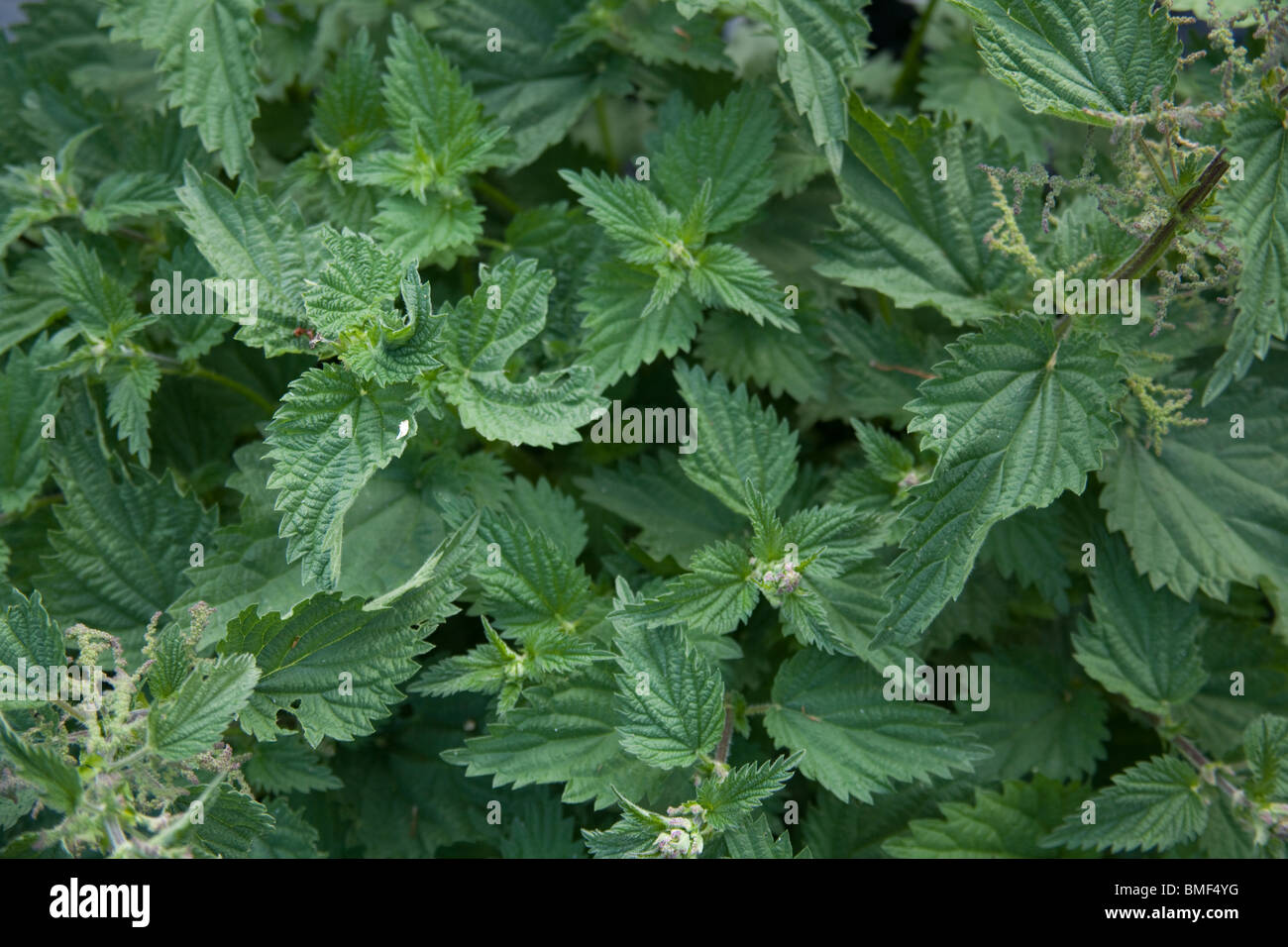 Common nettle or stinging nettle, Urtica dioica. Hampshire, England. Stock Photo