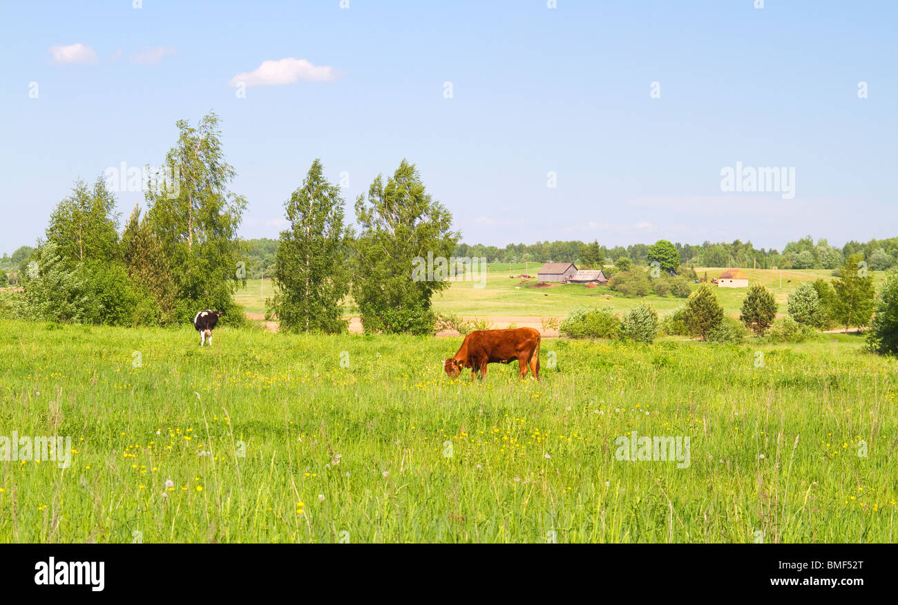 young cows on the meadow, rural landscape Stock Photo