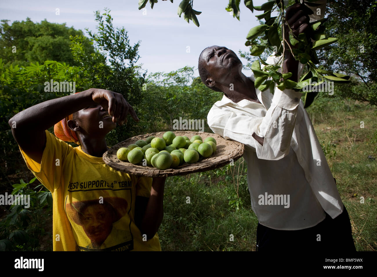 Farmers pick fruit from their orange trees in northern Uganda Stock