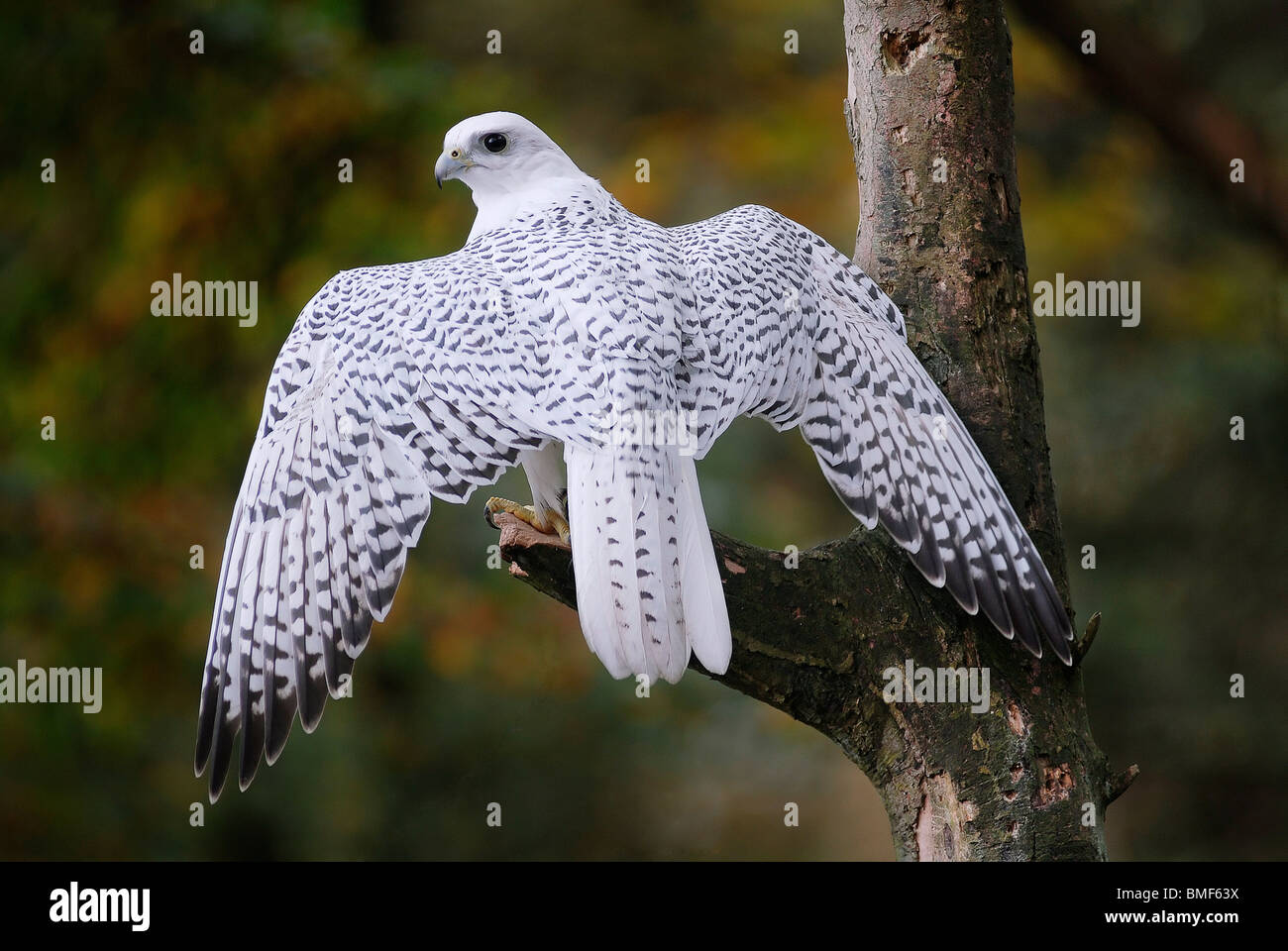 White falcon hi-res stock photography and images - Alamy