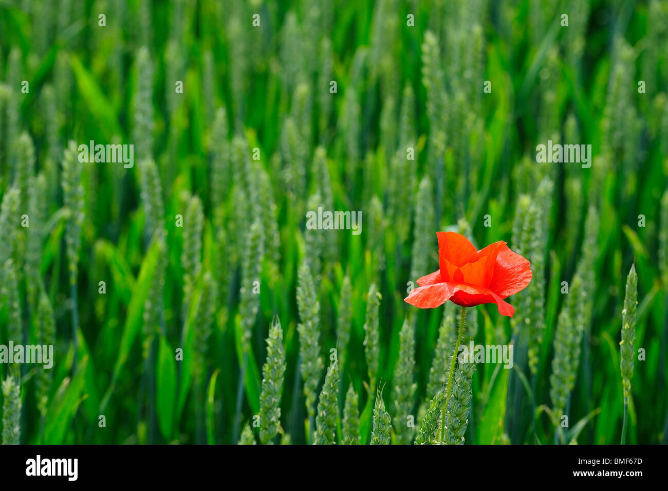 Individual - A solitary poppy growing in a regimented field of wheat. Stock Photo