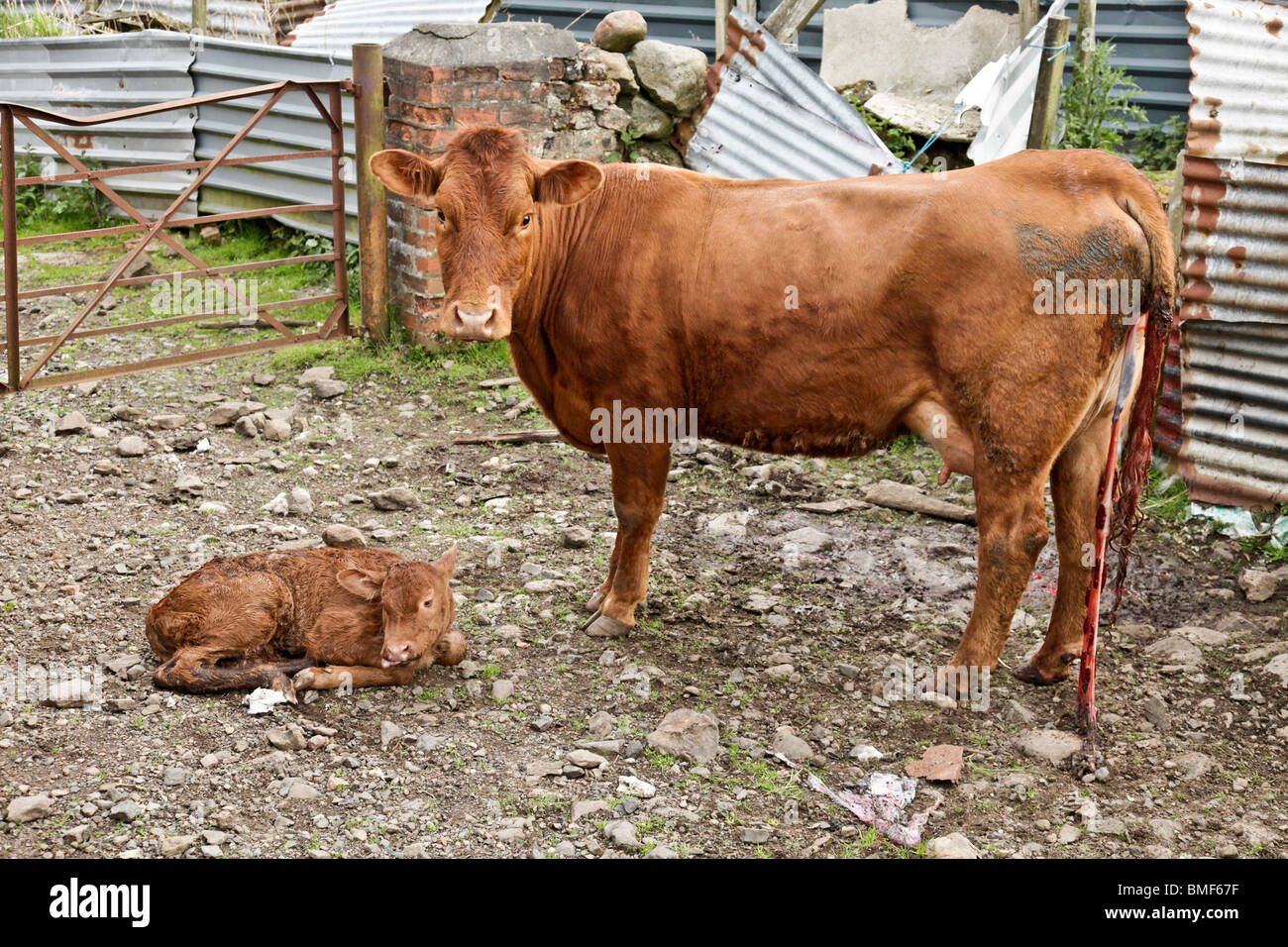 Afterbirth hires stock photography and images Alamy