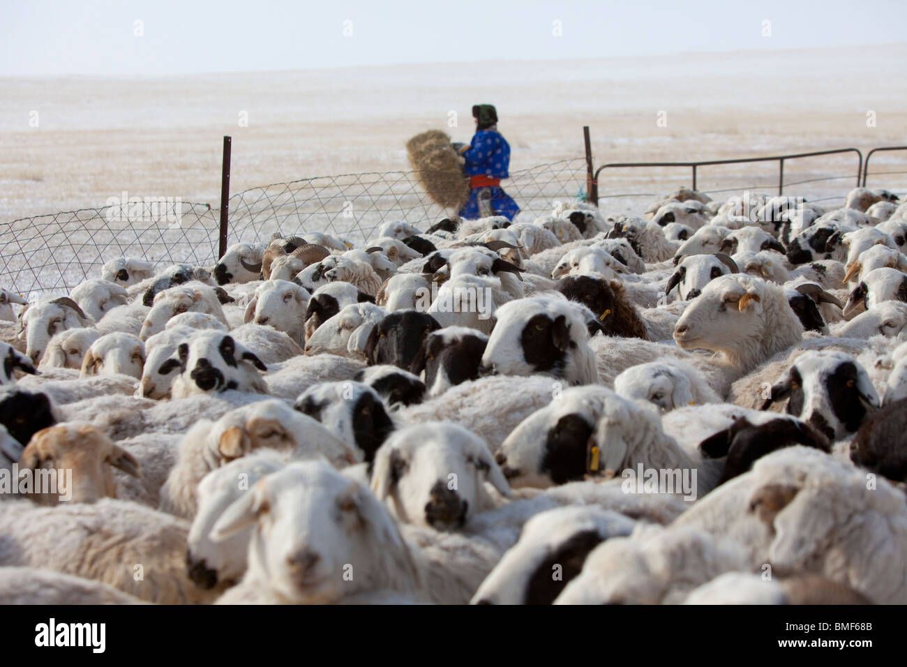 Mongolia sheep hi-res stock photography and images - Alamy