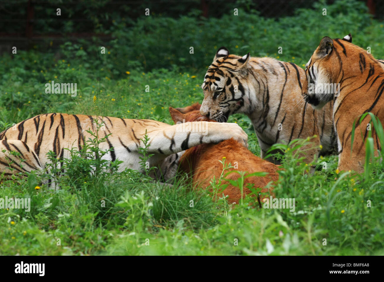 Tigers attaching a cattle, Hengdaohezi Siberian Tiger Park, Hailin, Mudanjiang, Heilongjiang Province, China Stock Photo