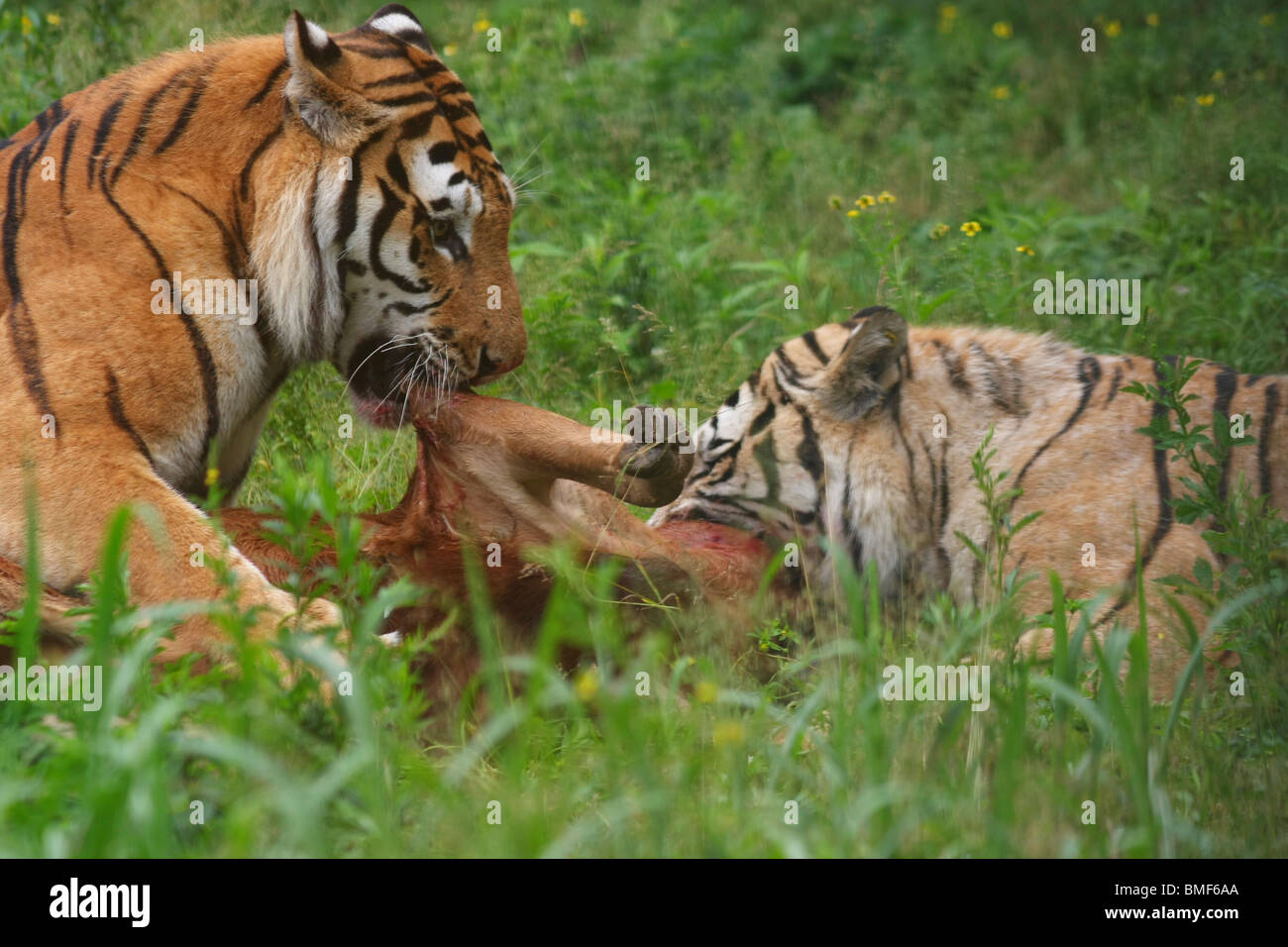 Tigers eating the carcass of a cattle, Hengdaohezi Siberian Tiger Park, Hailin, Mudanjiang, Heilongjiang Province, China Stock Photo